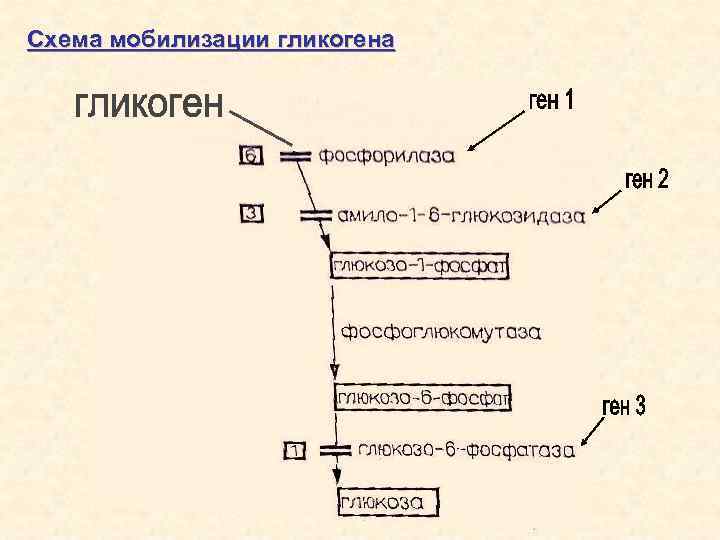 Схема мобилизация гликогена