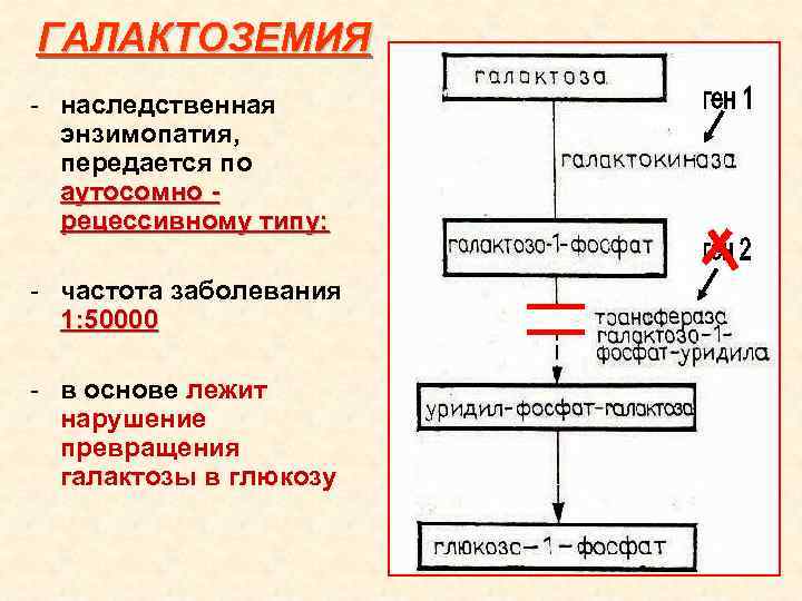 ГАЛАКТОЗЕМИЯ - наследственная энзимопатия, передается по аутосомно - рецессивному типу; - частота заболевания 1: