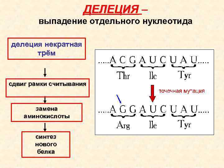 ДЕЛЕЦИЯ – выпадение отдельного нуклеотида делеция некратная трём сдвиг рамки считывания замена аминокислоты синтез