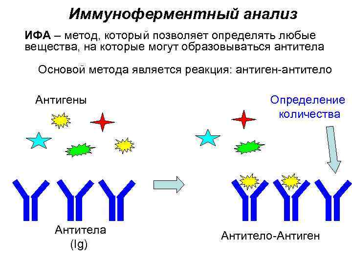 Иммуноферментный анализ ИФА – метод, который позволяет определять любые вещества, на которые могут образовываться