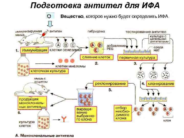 Подготовка антител для ИФА Вещество, которое нужно будет определять ИФА 