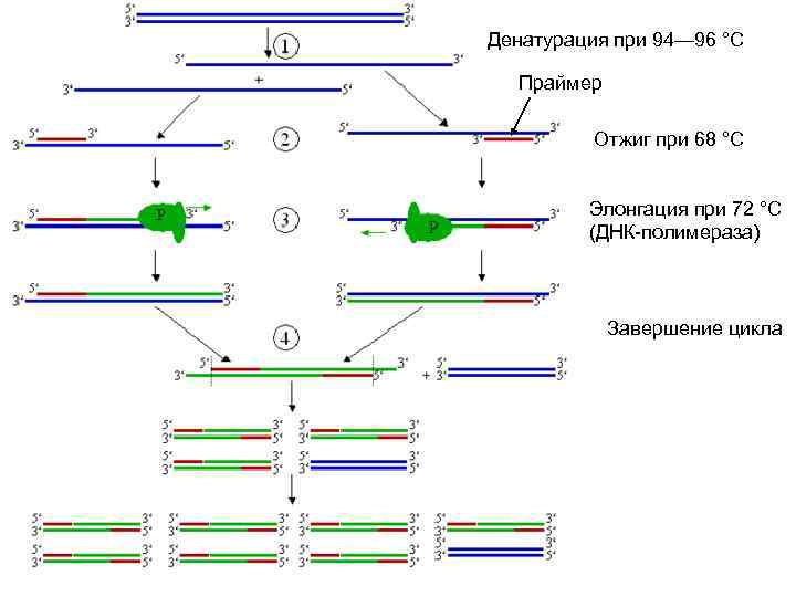 Денатурация при 94— 96 °C Праймер Отжиг при 68 °C Элонгация при 72 °C