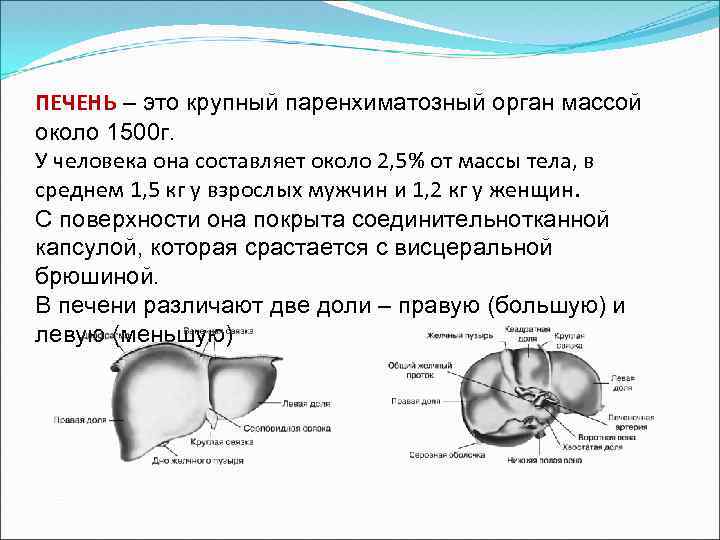 ПЕЧЕНЬ – это крупный паренхиматозный орган массой около 1500 г. У человека она составляет