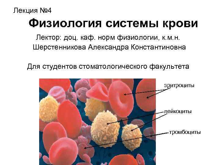 Лекция № 4 Физиология системы крови Лектор: доц. каф. норм физиологии, к. м. н.