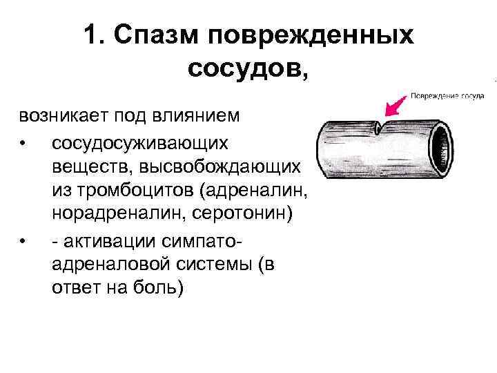 1. Спазм поврежденных сосудов, возникает под влиянием • сосудосуживающих веществ, высвобождающих из тромбоцитов (адреналин,