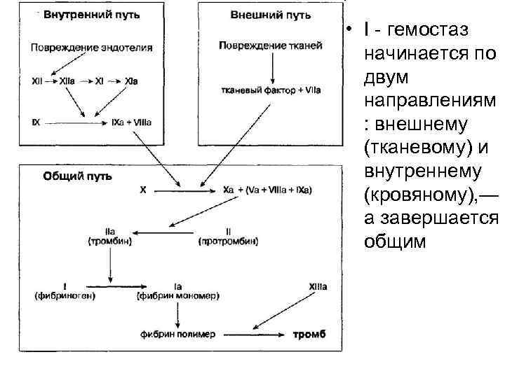  • I - гемостаз начинается по двум направлениям : внешнему (тканевому) и внутреннему