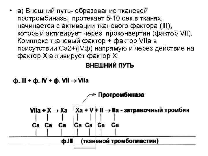  • а) Внешний путь- образование тканевой протромбиназы, протекает 5 -10 сек. в тканях,