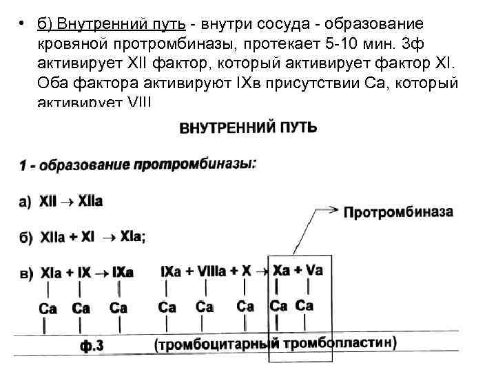  • б) Внутренний путь - внутри сосуда - образование кровяной протромбиназы, протекает 5