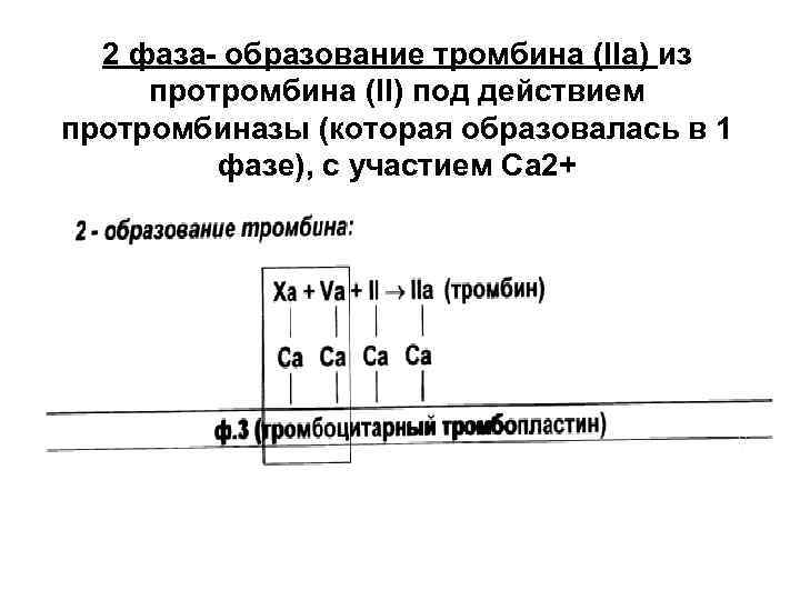 2 фаза- образование тромбина (IIa) из протромбина (II) под действием протромбиназы (которая образовалась в