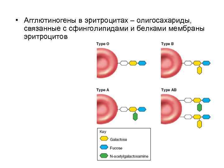  • Агглютиногены в эритроцитах – олигосахариды, связанные с сфинголипидами и белками мембраны эритроцитов