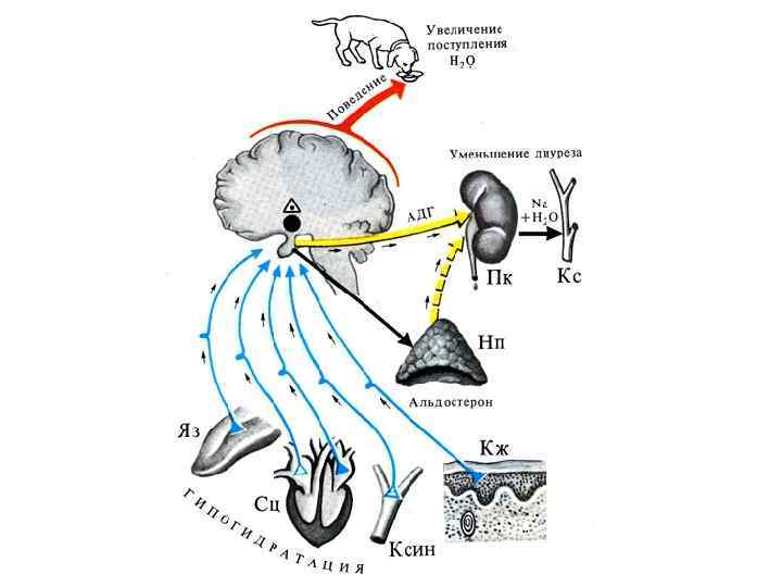 Схема регуляции водно солевого обмена в организме