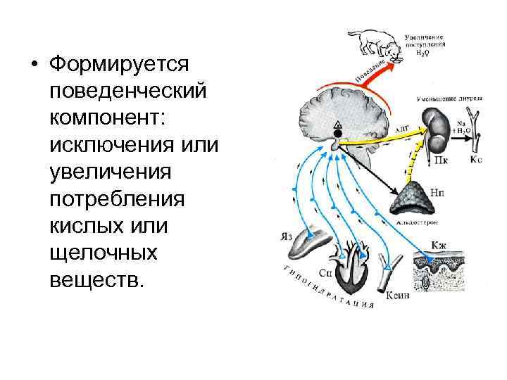  • Формируется поведенческий компонент: исключения или увеличения потребления кислых или щелочных веществ. 