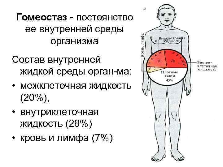 Гомеостаз - постоянство ее внутренней среды организма Состав внутренней жидкой среды орган-ма: • межклеточная