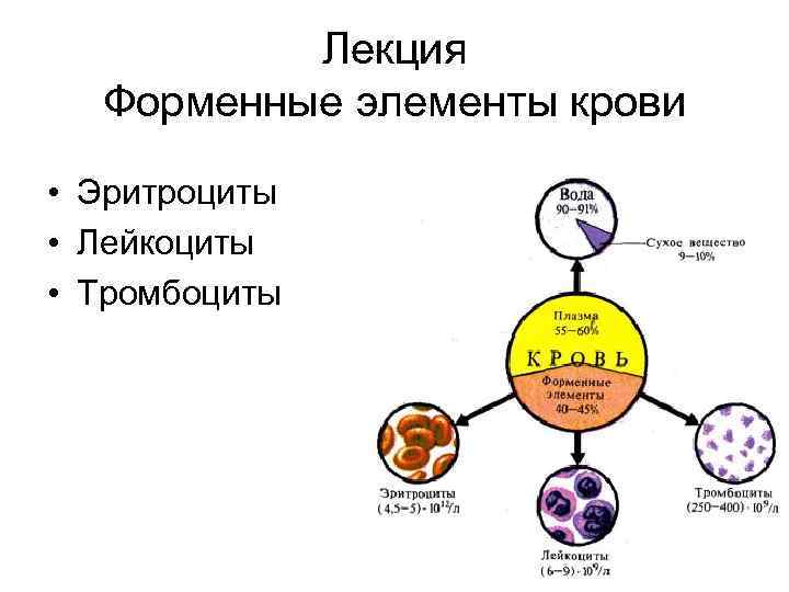 Лекция Форменные элементы крови • Эритроциты • Лейкоциты • Тромбоциты 