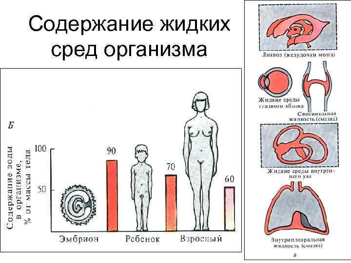 Содержание жидких сред организма 