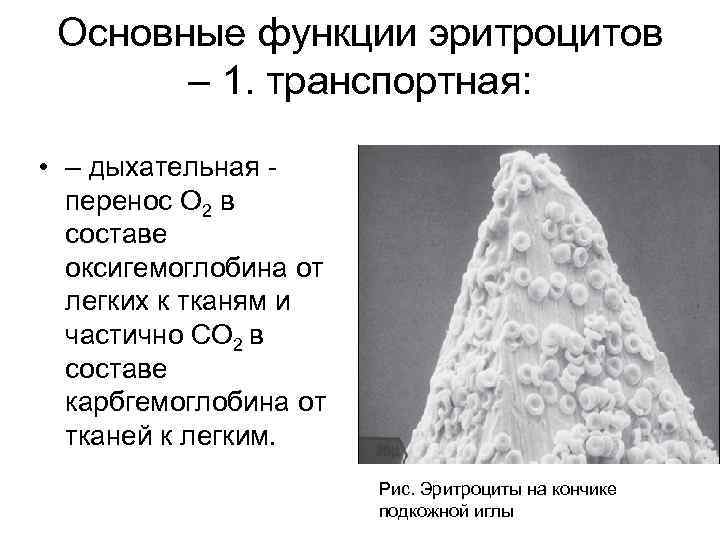 Основные функции эритроцитов – 1. транспортная: • – дыхательная - перенос О 2 в