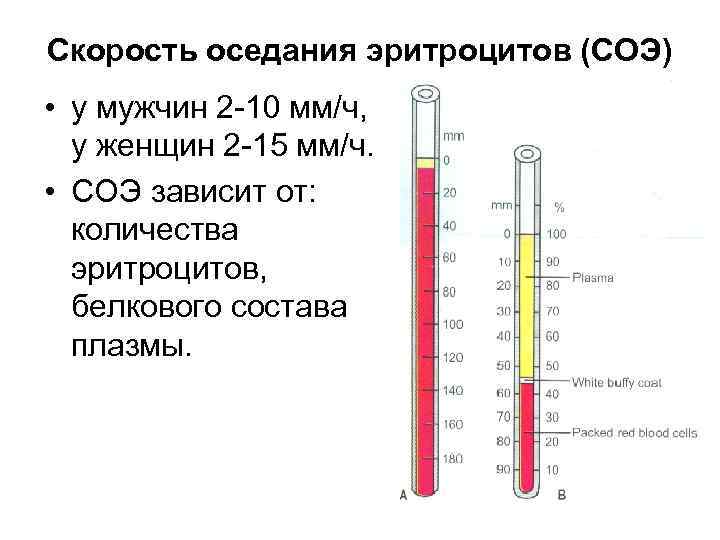 Показатель скорость оседания эритроцитов