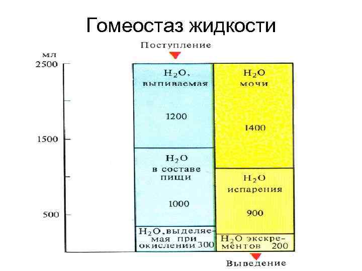 Гомеостаз жидкости 