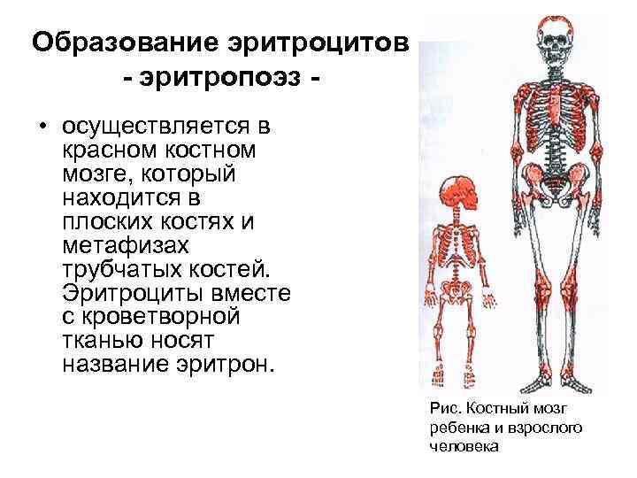 Образование эритроцитов - эритропоэз • осуществляется в красном костном мозге, который находится в плоских