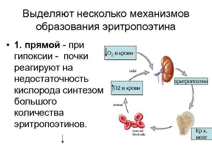 Выделяют несколько механизмов образования эритропоэтина • 1. прямой - при О в крови гипоксии