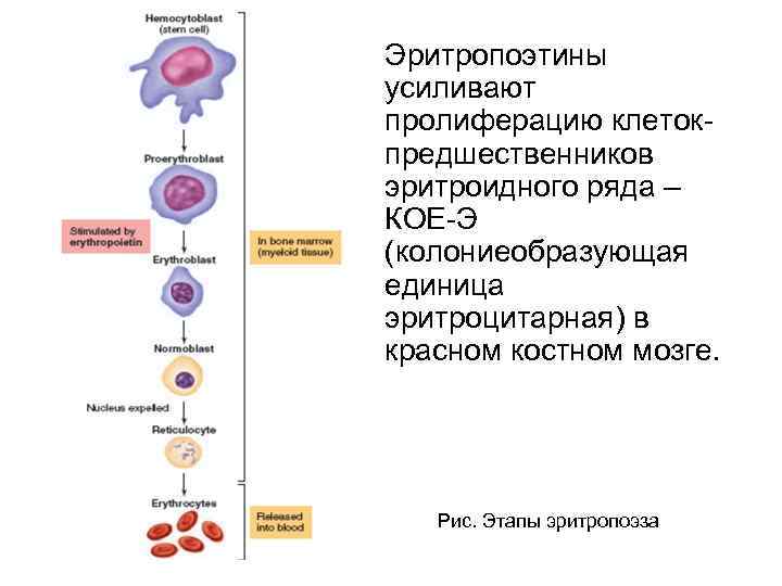 Проблемы клеточной пролиферации в медицине