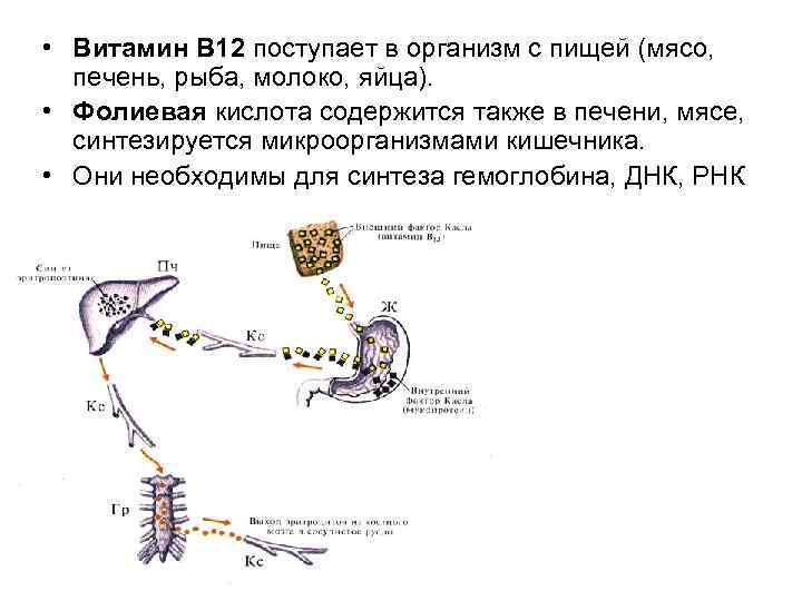  • Витамин В 12 поступает в организм с пищей (мясо, печень, рыба, молоко,