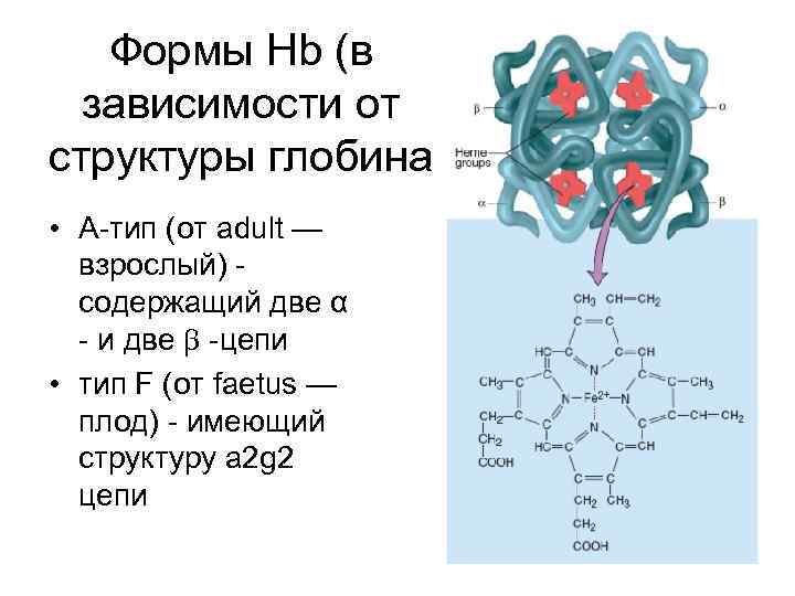 Формы Hb (в зависимости от структуры глобина • А-тип (от adult — взрослый) -