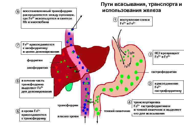 восстановленный трансферрин распределяется между органами, где Fe 2+ используется в синтезе Hb и миоглобина