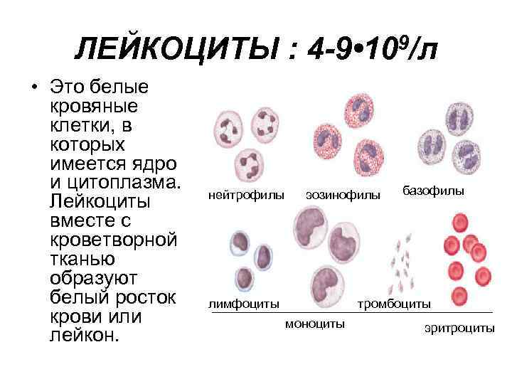 Лейкоциты строение. Строение лейкоцитов. Лейкоциты 9,4. Лейкоциты физиология. Лейкоциты физиология крови.