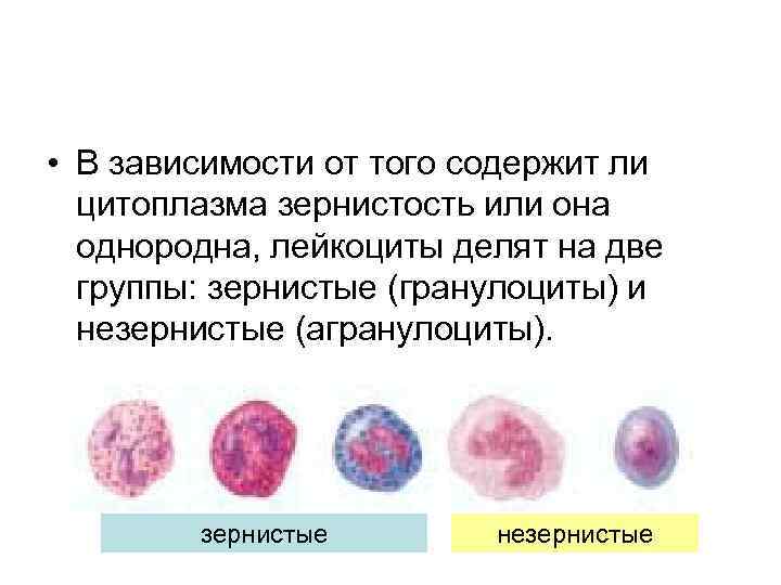  • В зависимости от того содержит ли цитоплазма зернистость или она однородна, лейкоциты