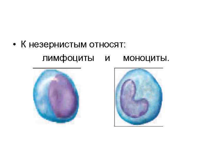  • К незернистым относят: лимфоциты и моноциты. 