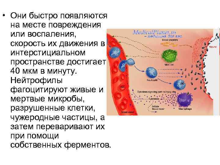  • Они быстро появляются на месте повреждения или воспаления, скорость их движения в