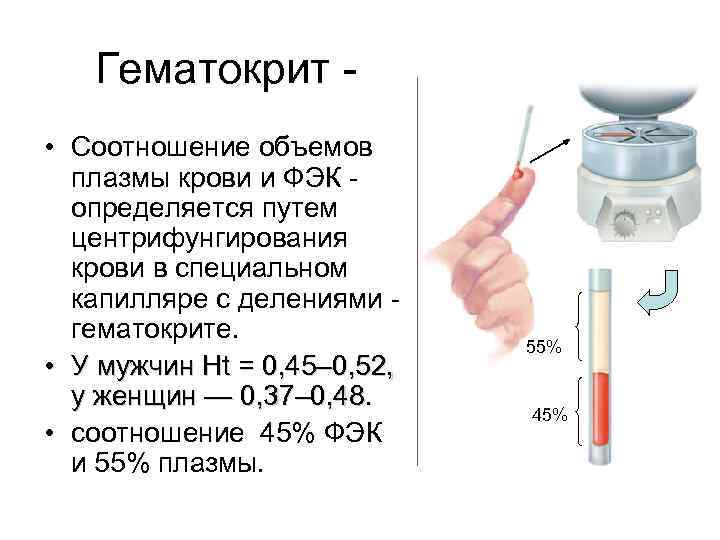 Гематокрит - • Соотношение объемов плазмы крови и ФЭК - определяется путем центрифунгирования крови