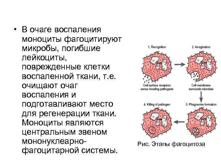  • В очаге воспаления моноциты фагоцитируют микробы, погибшие лейкоциты, поврежденные клетки воспаленной ткани,