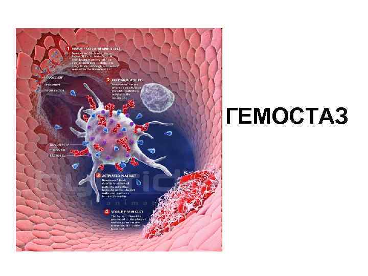 ГЕМОСТАЗ 