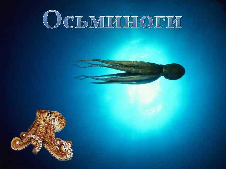 Осьминоги 