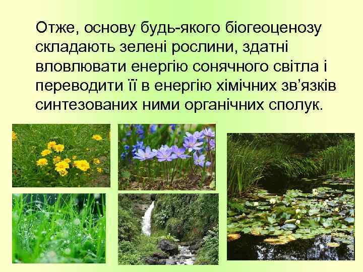 Отже, основу будь-якого біогеоценозу складають зелені рослини, здатні вловлювати енергію сонячного світла і переводити