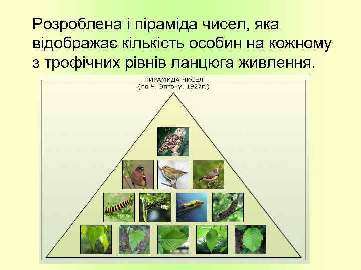 Розроблена і піраміда чисел, яка відображає кількість особин на кожному з трофічних рівнів ланцюга