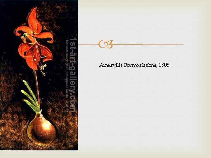  Amaryllis Formosissima, 1808 
