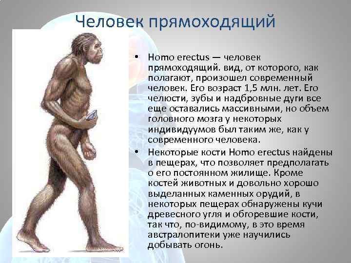 Виды людей homo. Этапы эволюции человек прямоходящий. Человек прямоходящий этап антропогенеза. Человек умелый человек прямоходящий человек разумный таблица. Человек прямоходящий характеристика и образ жизни.