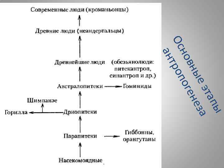 Этапы антропогенеза человека таблица