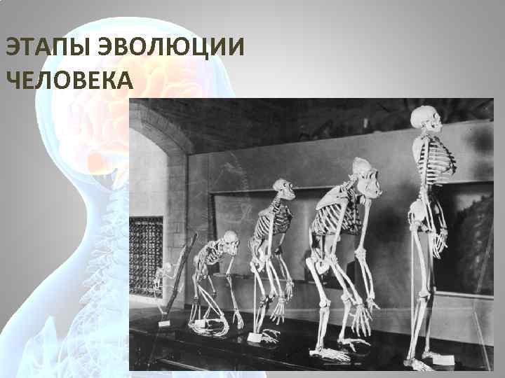 ЭТАПЫ ЭВОЛЮЦИИ ЧЕЛОВЕКА 