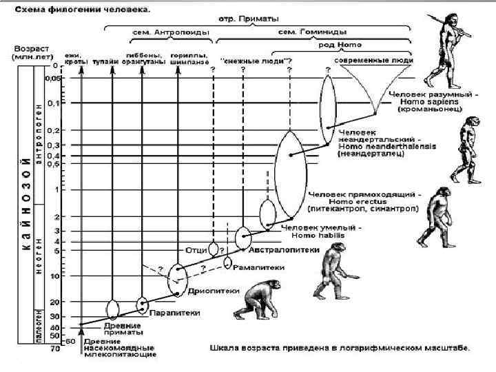 Этапы антропогенеза картинки