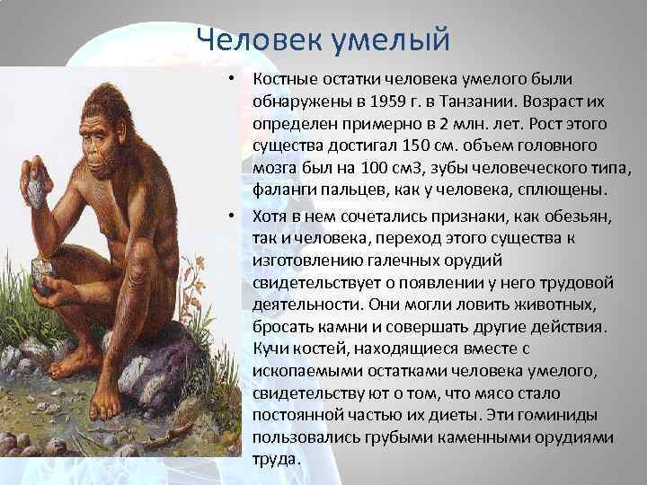 Возникновение человека умелого. Homo habilis характеристика. Человек умелый homo habilis образ жизни. Хомо хабилис таблица. Человек умелый характеристика.