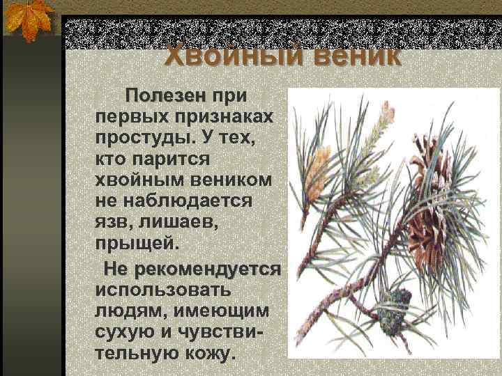 Хвойный веник Полезен при первых признаках простуды. У тех, кто парится хвойным веником не