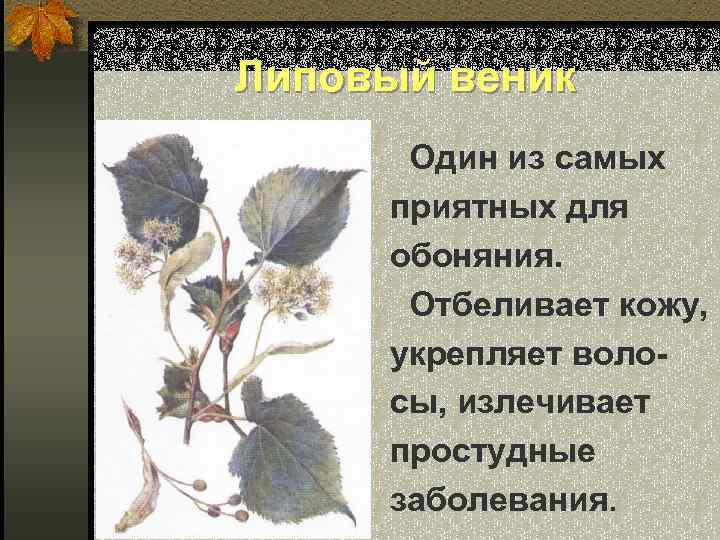 Липовый веник Один из самых приятных для обоняния. Отбеливает кожу, укрепляет волосы, излечивает простудные