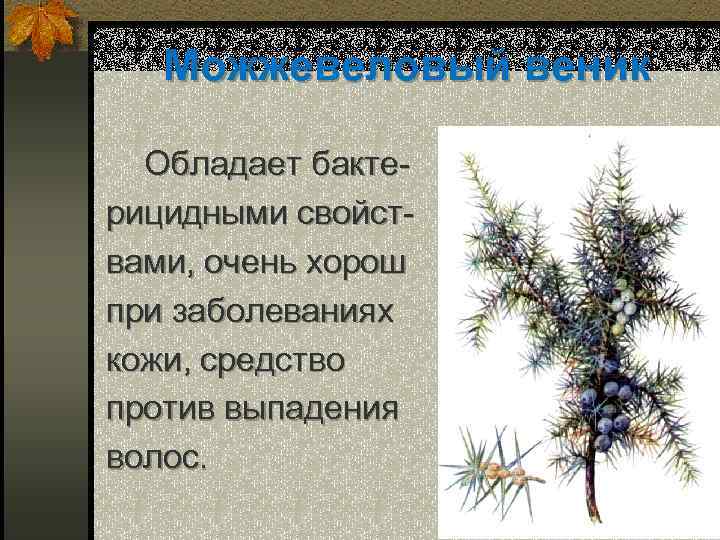 Можжевеловый веник Обладает бактерицидными свойствами, очень хорош при заболеваниях кожи, средство против выпадения волос.