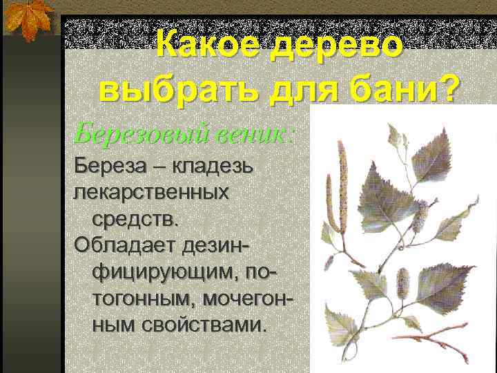 Какое дерево выбрать для бани? Березовый веник: Береза – кладезь лекарственных средств. Обладает дезинфицирующим,