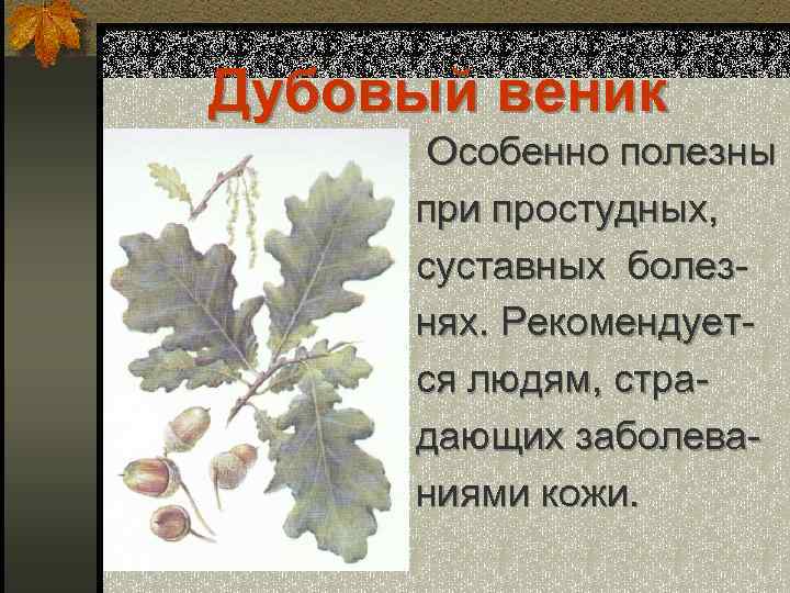 Дубовый веник Особенно полезны при простудных, суставных болезнях. Рекомендуется людям, страдающих заболеваниями кожи. 