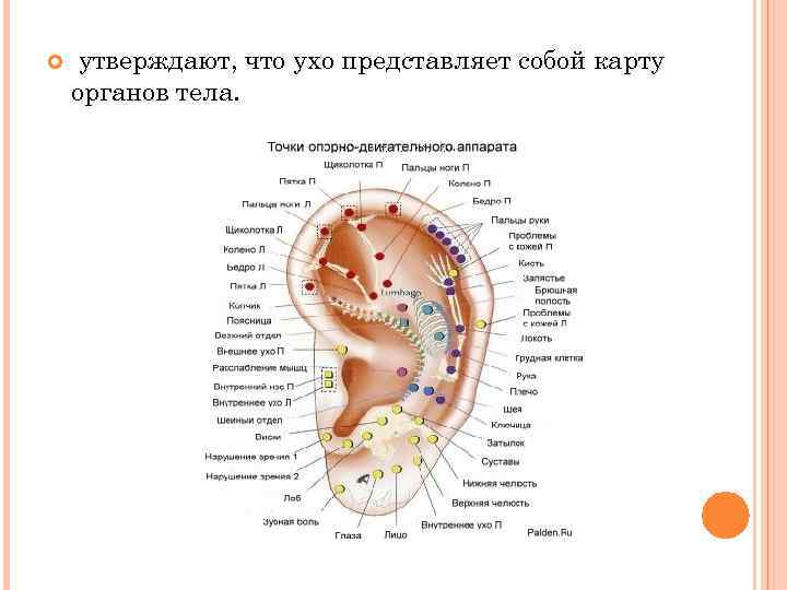 Прокол ушей схема точек